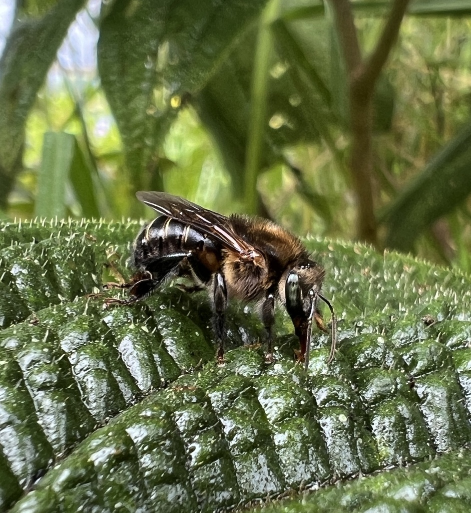 Melipona nigrescens