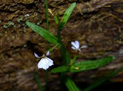 Lobelia anceps