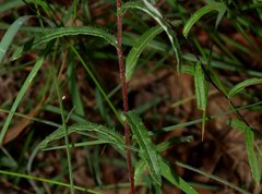 Helichrysum leucopsideum