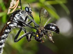 Hylaeus honestus
