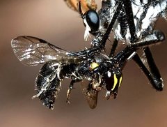Hylaeus honestus