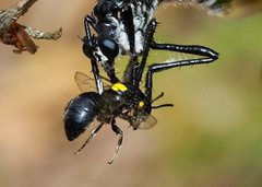 Hylaeus honestus