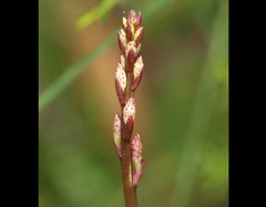 Dipodium