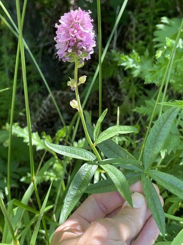 Nelson's checkermallow (Sidalcea nelsoniana)