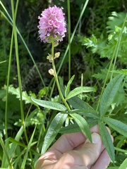 Sidalcea nelsoniana, photograph author not stated, no rights reserved