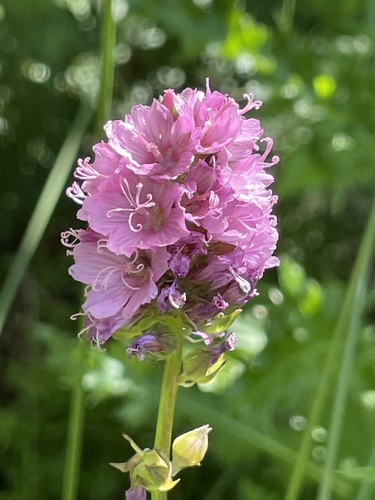 Sidalcea nelsoniana, photograph 6