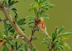 Pultenaea hispidula