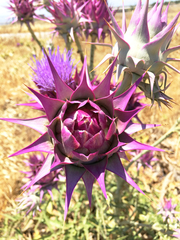 Cynara syriaca