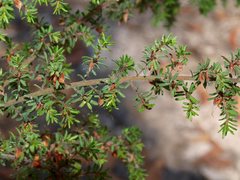 Pultenaea hispidula