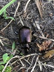 Calosoma inquisitor