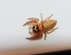 Opisthoncus parcedentatus