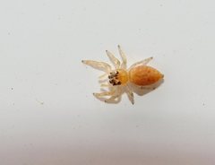 Opisthoncus parcedentatus