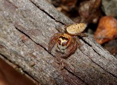 Opisthoncus parcedentatus