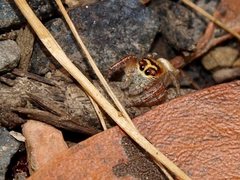 Opisthoncus parcedentatus