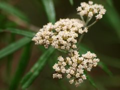 Ozothamnus ferrugineus