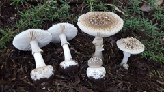 Amanita australis