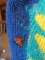 Hypsopygia intermedialis