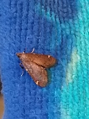 Hypsopygia intermedialis