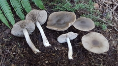 Entoloma baronii