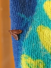 Hypsopygia intermedialis