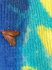 Hypsopygia intermedialis