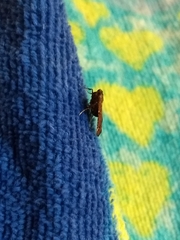 Hypsopygia intermedialis