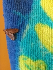 Hypsopygia intermedialis