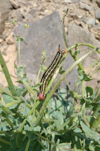 Striped Hawkmoth