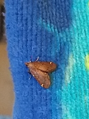 Hypsopygia intermedialis