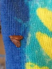 Hypsopygia intermedialis