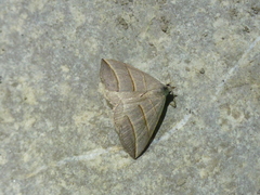 Colobochyla salicalis