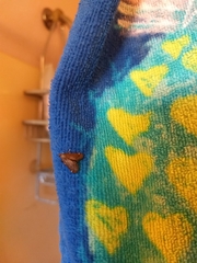 Hypsopygia intermedialis