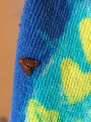 Hypsopygia intermedialis