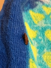 Hypsopygia intermedialis