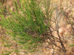 Cassinia arcuata