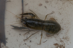 Gramastacus insolitus