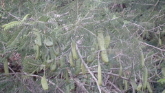 Vachellia sieberiana