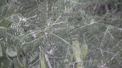 Vachellia sieberiana
