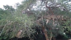 Vachellia sieberiana