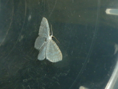 Asthena albulata