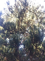 Araucaria rulei