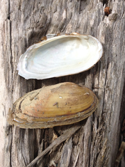 Unio elongatulus