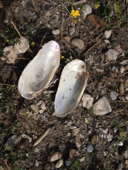Unio elongatulus
