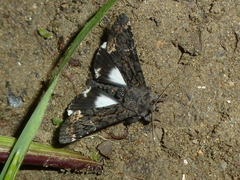 Catephia alchymista