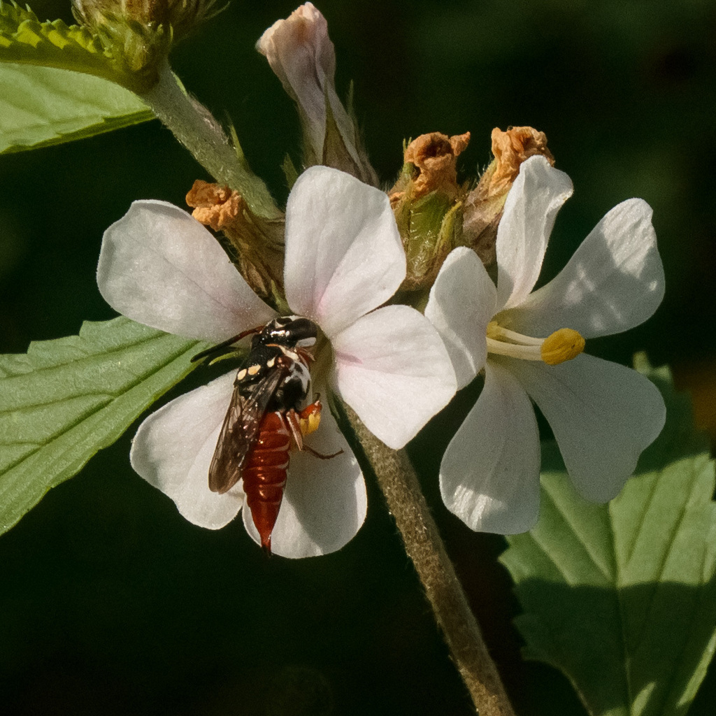 Coelioxys abdominalis