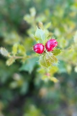 Plagiotrochus quercusilicis