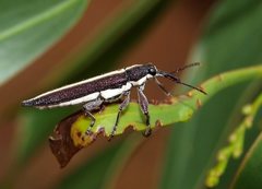 Rhinotia suturalis