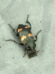 Nicrophorus sayi