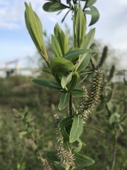 Salix kochiana