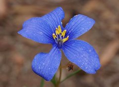 Cheiranthera linearis